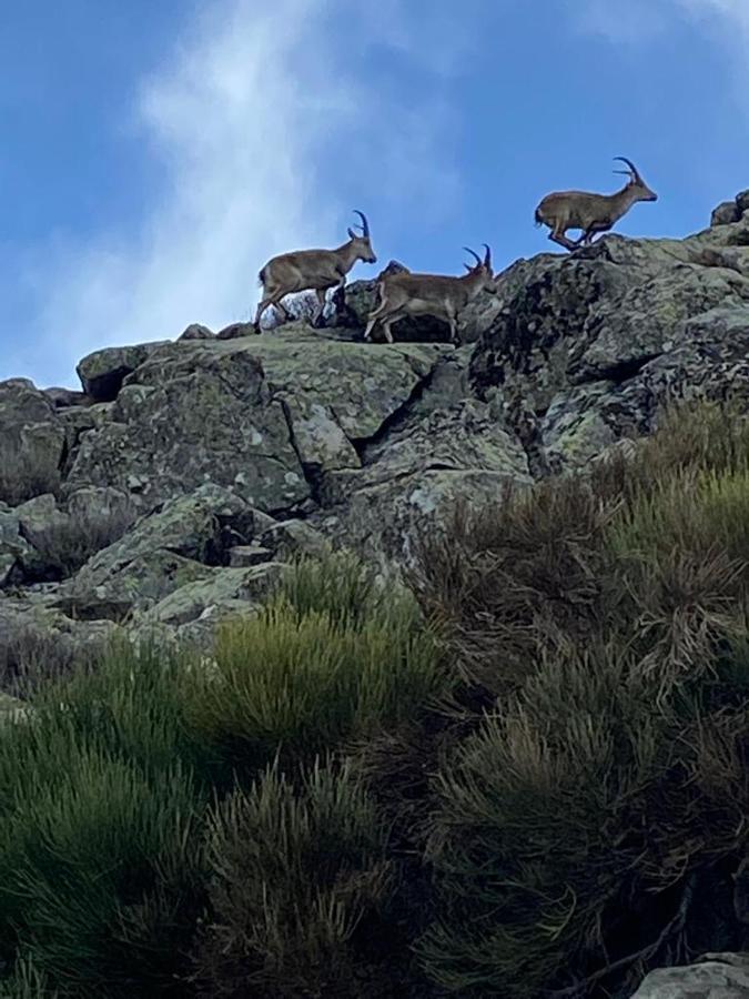 El Jazmin De La Fuente Casa Rural Guijo de Santa Bárbara Exteriör bild